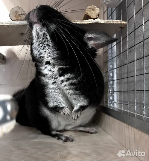 Шиншилла Черный жемчуг