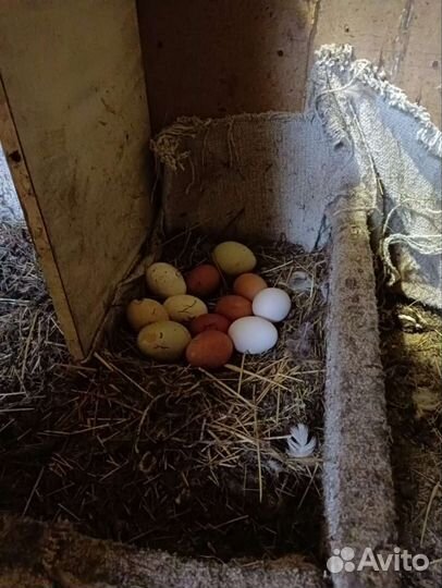 Куры несушки