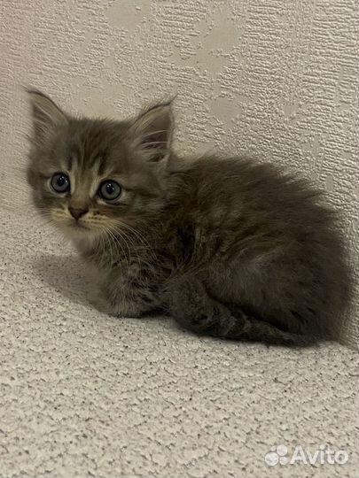 Вислоухие котята бесплатно