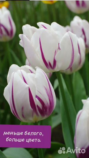 Луковицы тюльпанов