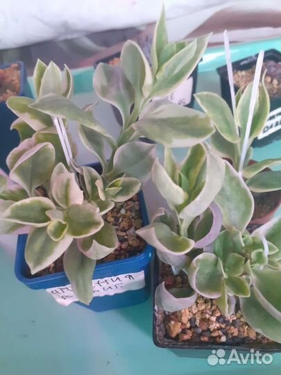 Суккуленты