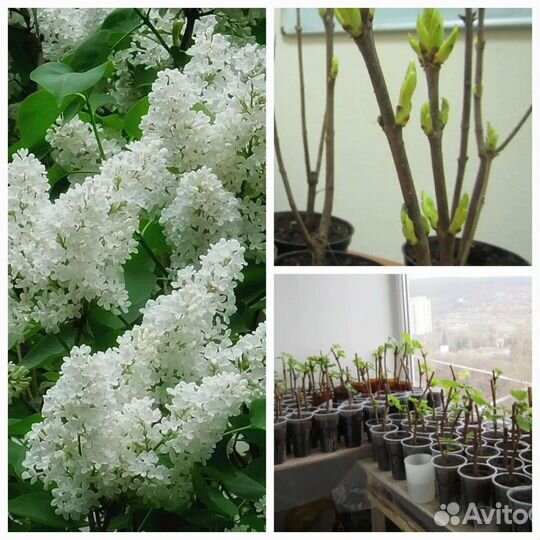 Сирень Белая и Фиолетовая 30-70 см черенки