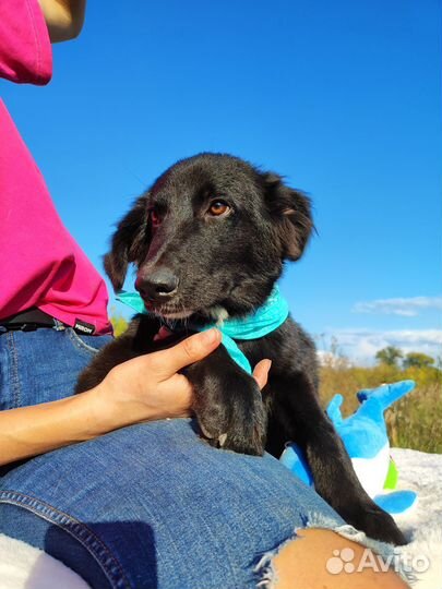 Собака Уголёчек