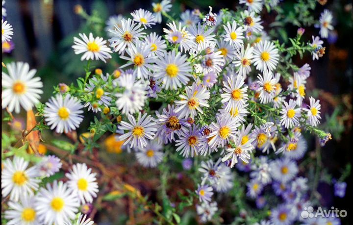 Сканировани фотопленок на Nikon coolscan 5000 ED