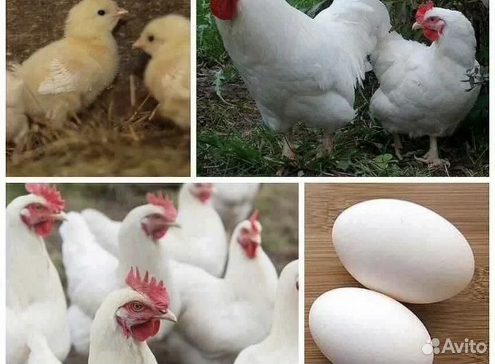 Инкубационное яйцо кур породы Леггорн