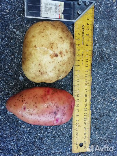 Продам картофель оптом
