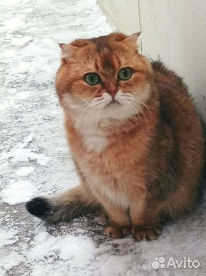 Кошки в добрые руки шотландские