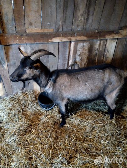 Козочки дойные