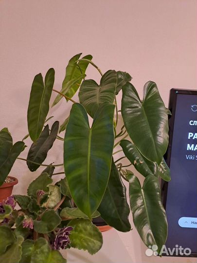 Филодендрон бурле макс