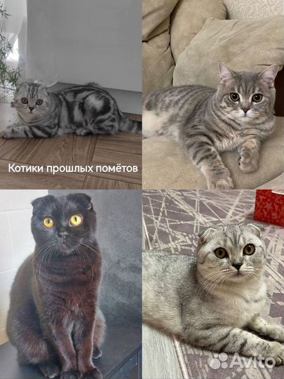 Шотландские вислоухие котята