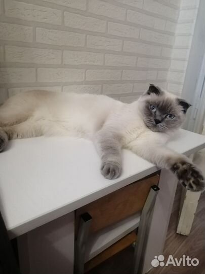 Ищем жениха