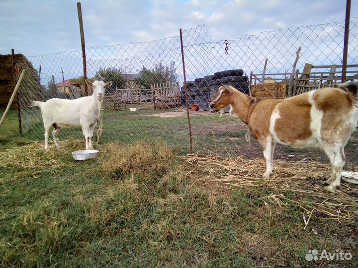 Корова и козы