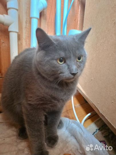 Котята Курильский бобтейл. Владимирская обл