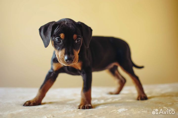 Фотограф анималист