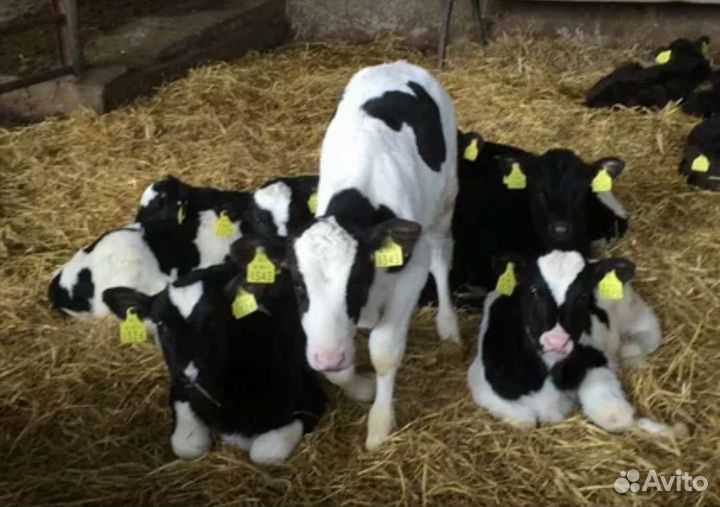 Телята бычки