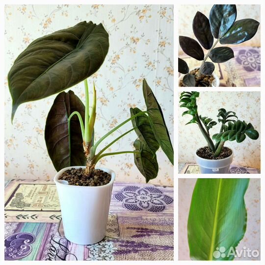 Комнатные цветы