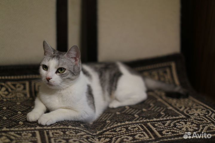 Кошечка 3 года в добрые руки