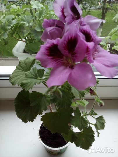 Королевская пеларгония аристо Лавендер