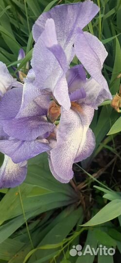 Ирисы бородатые