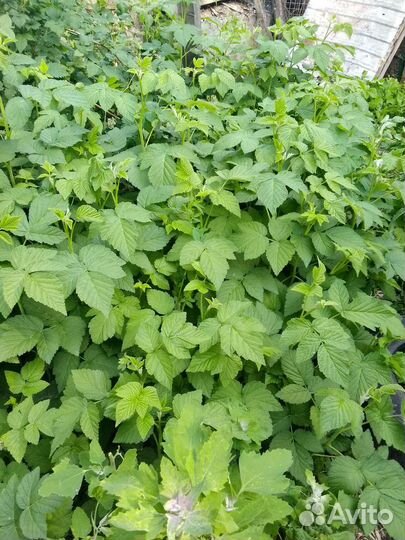 Саженцы ремонтантной малины