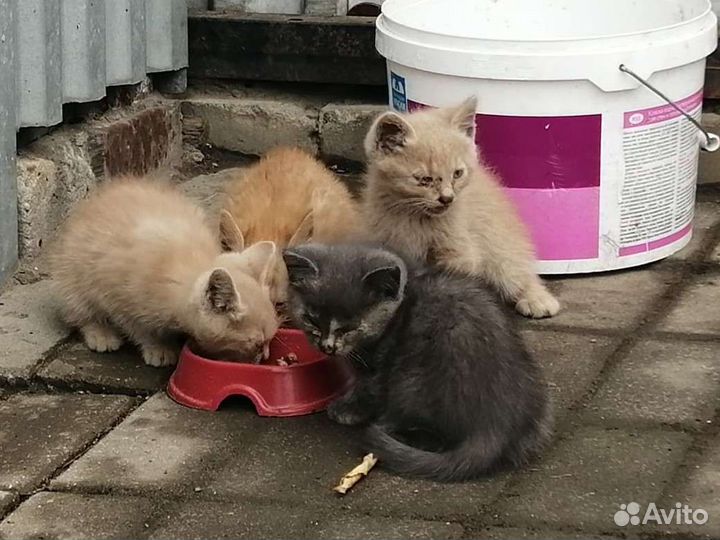 Котята ищут дом