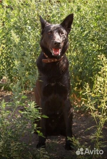 Щенок Масик 