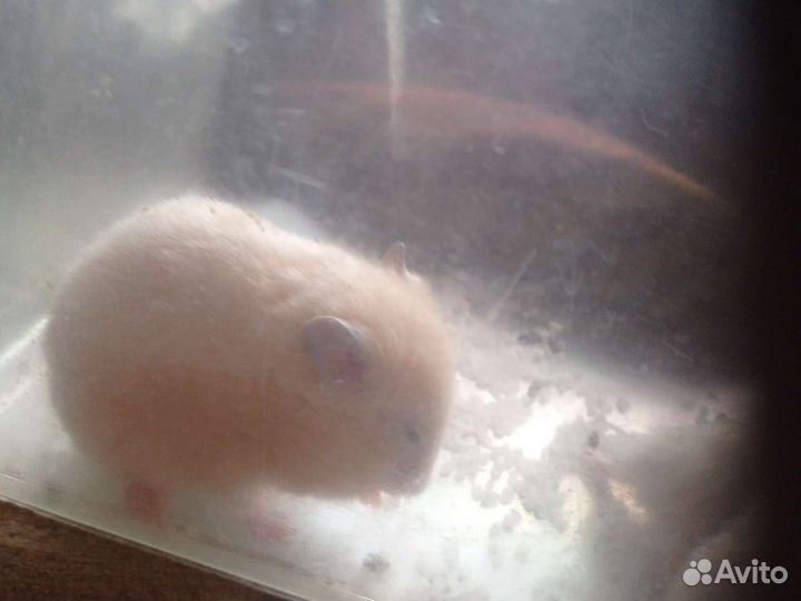 Хомячки сирийские,джунгарские