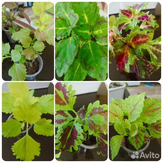 Наборы колеусов