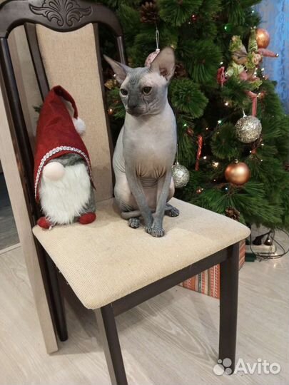 Канадский сфинкс вязка