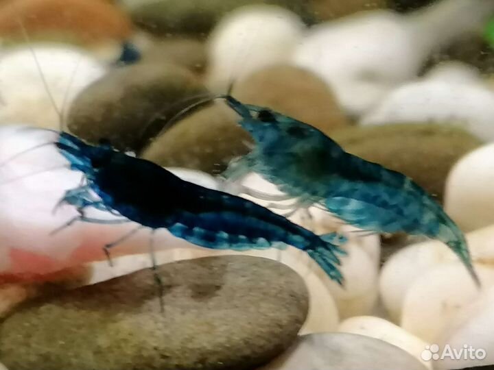 Аквариумные голубые креветки Рили блю синяя мечта