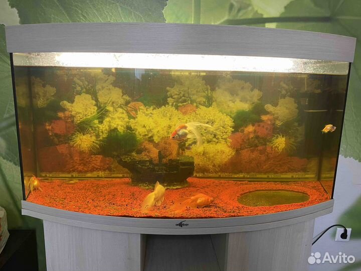Продам аквариум с рыбками на 250л