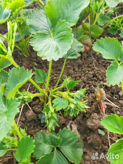 Саженцы земклуники Купчиха