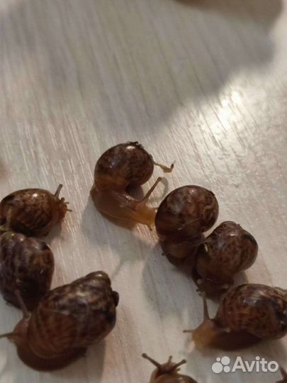 Улитки ахатины бесплатно