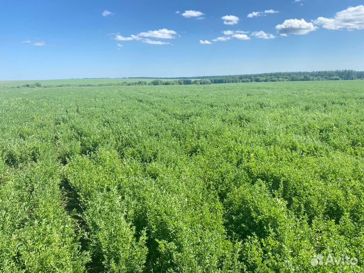 Люцерна изменчивая, семена сенокос