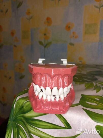 Стоматологическая модель верхней и нижней челюсти