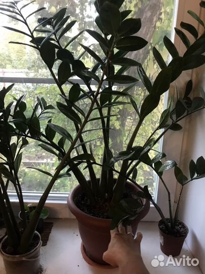 Замиокулькас