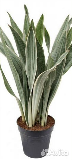 Сансевиерия Металлика