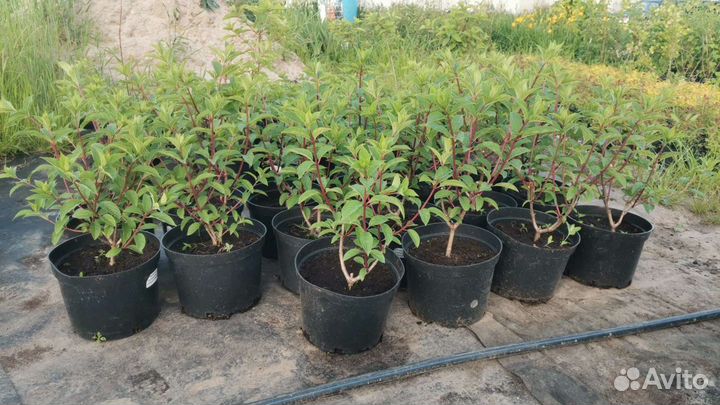 Гортензия