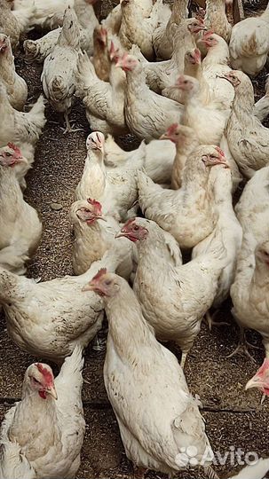 Куры-несушки родонит