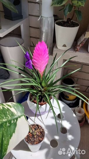 Тилландсия анита