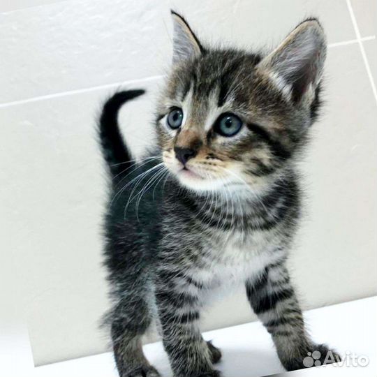 Котята, котёнок любой окрас в добрые руки