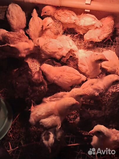 Цыплятки кур -несушек