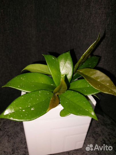 Хойя карноза