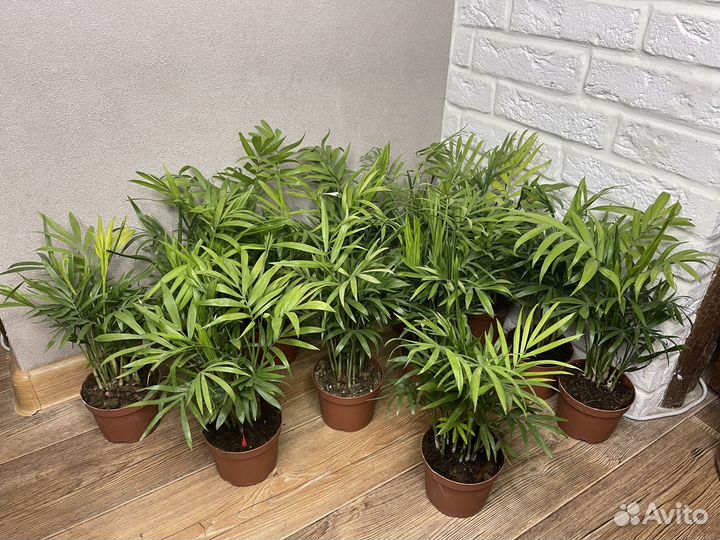 Пальма хамедорея комнатеые цветы