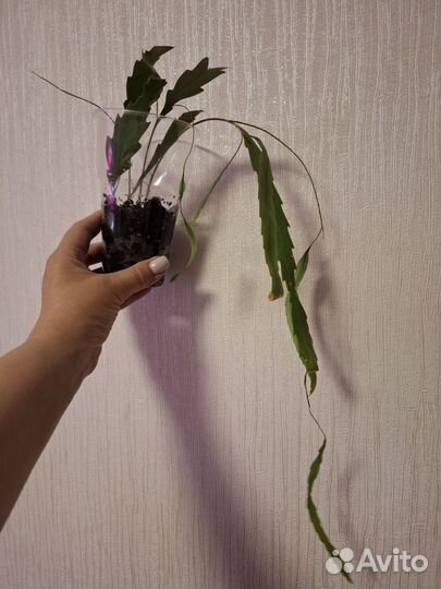 Криптоцериус 