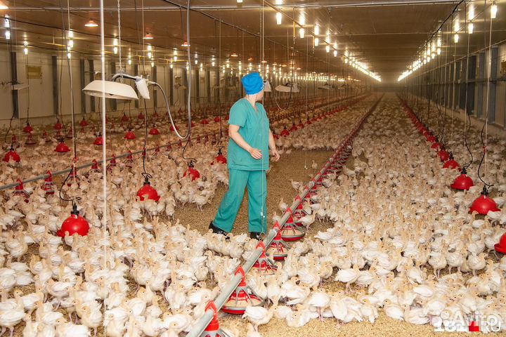 Вахта в Челябинске.Рабочие по содержанию птицы