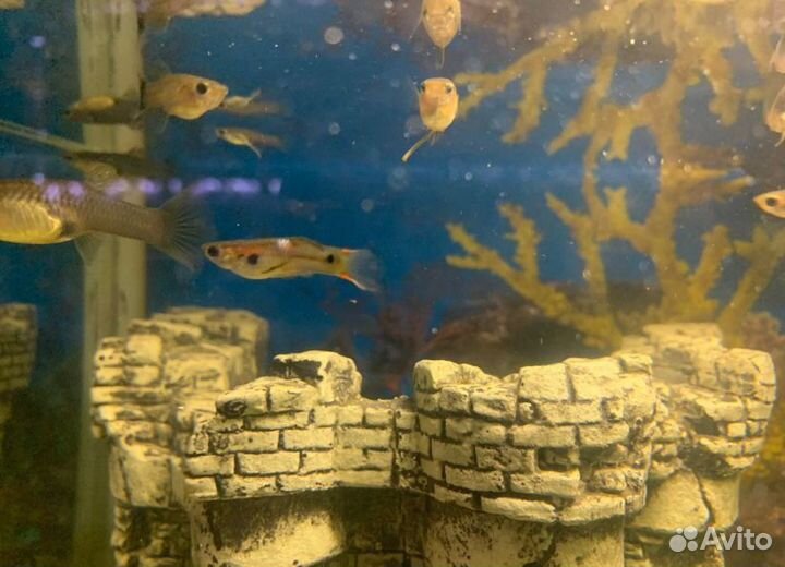 Рыбки гуппи