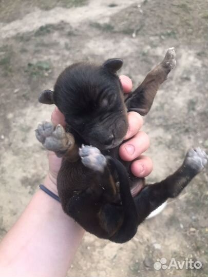 Щенки бесплатно