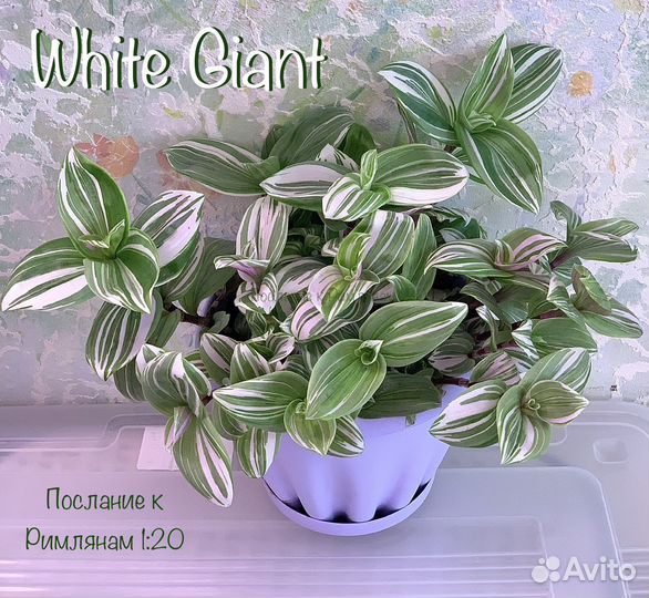 Традесканция(правый и левый берег)