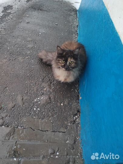 Кошка в дар бесплатно